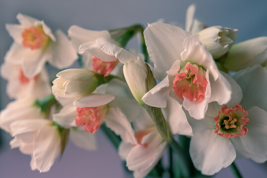 Close up image of a pretty white daffodils flowers.