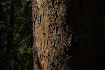 Sea of high trees in a landscape of the forest of Suesca Colombia