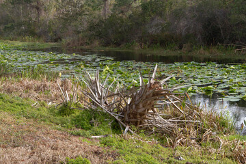 Native Flora of the Florida Wetlands