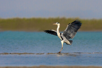 Grey Heron ready to take off.
