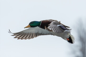 Mallard duck flying and coming in to land