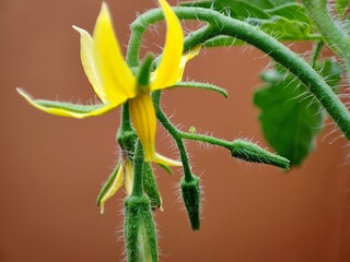 bud of a plant