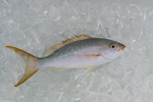 A Yellowtail Snapper fish (Ocyurus chrysurus) on ice.