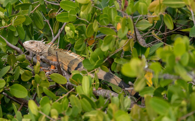A Green Iguanas (Iguana iguana) on a branch in the Florida Keys, Florida, USA.