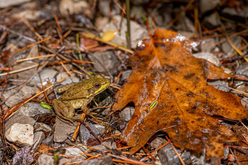 A Green Frog (Rana clamitans) in Michigan, USA.