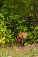 A red fox (Vulpes vulpes), possibly infected in sarcoptic mange,  in Michigan, USA  in early autumn.