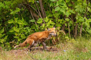 Naklejka na ściany i meble Red fox in Michigan