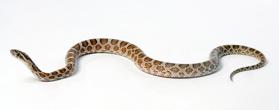 Great Plains rat snake // Pr&auml;rie-Kornnatter (Pantherophis emoryi)