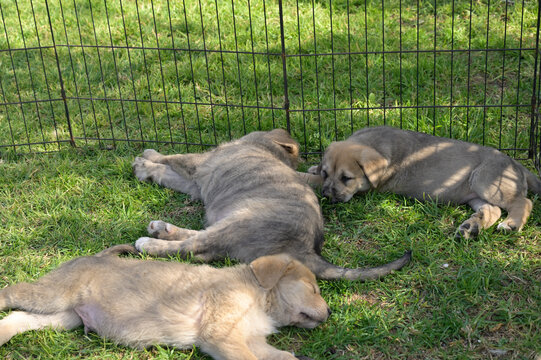 Cachorros de mastin espa&ntilde;ol