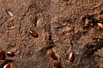 Sesame bread, sourdough rye bread close-up. whole background.