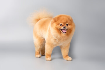 Cute red-haired pomeranian in a rack on a gray background after a haircut in a grooming salon