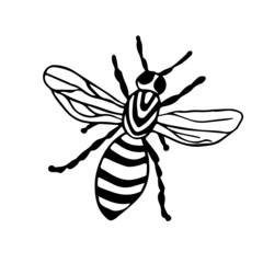 Bee, bumblebee, wasp with doodle-style wings, insect in black