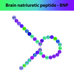 BNP Brain natriuretic peptide hormone peptide primary structure. Biomolecule schematic amino acid sequence on white background.