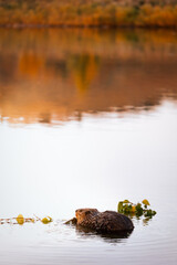 Canadian beaver in Calgary, Alberta, eating a tree branch in a still pond at golden hour framed by the reflection of a fall coloured hillside. 