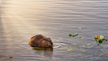 Canadian beaver sitting pond encircle by ripples. Back lit by setting sun and sun rays.
