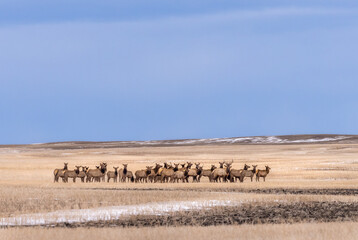 Herd of elk wandering through winter wheat field in the foothills of Alberta, Canada. Deep blue sky overhead with room for copy space.