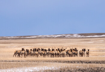 Fototapeta na wymiar Herd of elk wandering through winter wheat field in the foothills of Alberta, Canada. Rear view of heart shaped rumps. Copy space in big blue sky. 