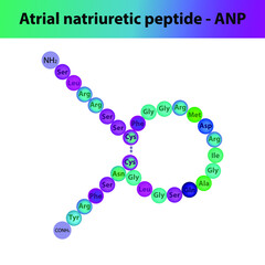 ANP Atrial natriuretic peptide hormone peptide primary structure. Biomolecule schematic amino acid sequence on white background.