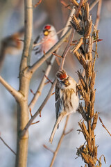 Two common redpolls perching on dry evening primrose stems on blurred background