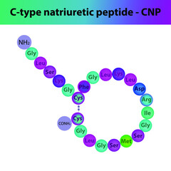 CNP C type natriuretic peptide hormone peptide primary structure. Biomolecule schematic amino acid sequence on white background.