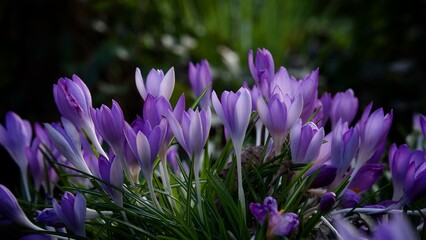 Spring Crocus 