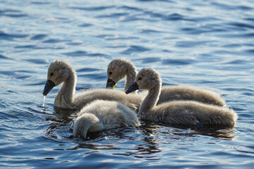 Cygnets, gray fluffy baby mute swans swim in blue water, close-up