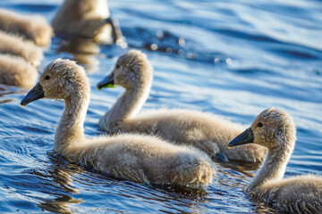 Cygnets, gray fluffy baby mute swans swim in blue water, close-up