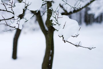 Snowy trees, alley, landscape. Traditional European winter.