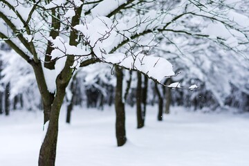 Snowy trees, alley, landscape. Traditional European winter.