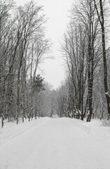 Obraz premium Snow-covered alley