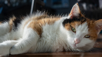 Cat deep eyes © Joanna