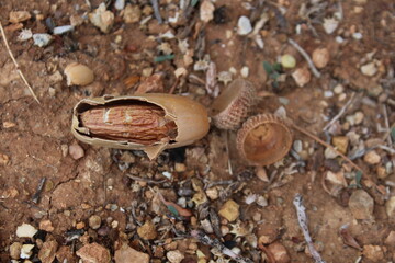 acorn