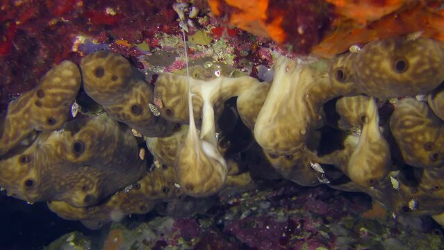 Sponge Plakortis simplex in an underwater cave. Mediterranean, Greece.