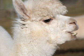 Portrait of a white alpaca standing in a pasture outdoors against a green background in nature