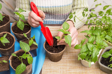 Gardener Hands with little plant in pot. Growing, seeding, planting, transplant seedling, homeplant, vegetables at home