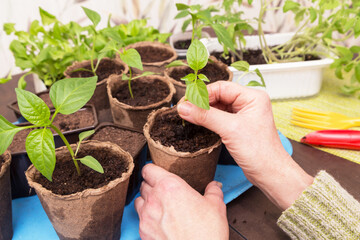 Gardener Hands with little plant in pot. Growing, seeding, planting, transplant seedling, homeplant, vegetables at home