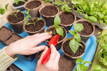 Gardener Hands with little plant in pots. Growing, seeding, planting, transplant seedling,...