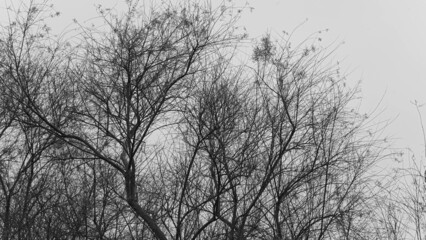 ramas de árbol en blanco y negro