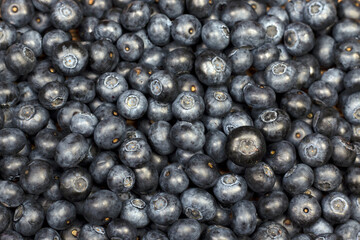 Blueberry background. Ripe berries texture background.