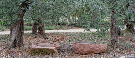 Olivos y piedras para moler la oliva