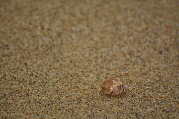 Fototapeta na wymiar seashell on the sand