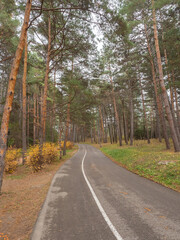 Narrow asphalt road surrounded by tall pine trees and yellow autumn bushes on a cloudy day. Kislovodsk park. Tourist health route