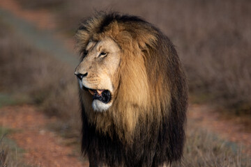 an African lion with a large mane