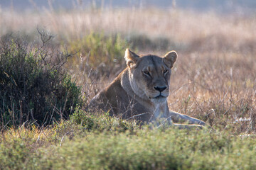 An African lioness lies in the grass