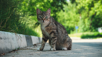 Naklejka na ściany i meble An adult gray cat is sitting on the asphalt against a background of green leaves. A gray cat with green eyes looks into the camera. A gray street cat is sitting on the asphalt.