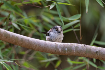 Petit oiseau curieux sur une branche. Orite à longue queue sur un eucalyptus dans la nature 