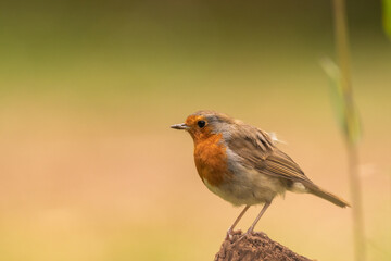 Oiseau robin rouge-gorge et beaucoup d'espace pour texte 