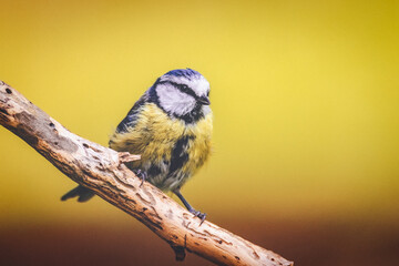 Blue tit sur bâton bokeh jaune 