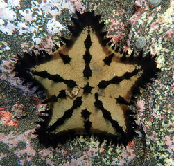 Costa Rica Pacific sea life