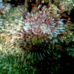 Costa Rica Pacific sea life